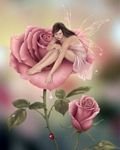 pic for Rose fairy
